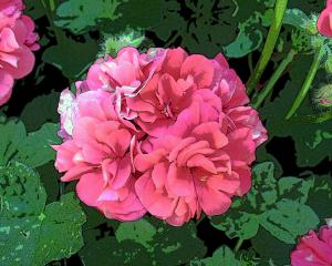 FAA Members Invited To Enter Geraniums Contest